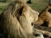 Lion1.webp