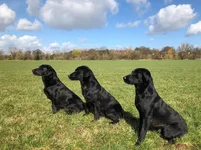 labs.JPG labs.JPG