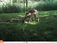 deer.webp