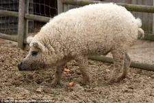 sheep pig.webp