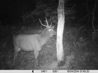 trail cam 378.jpg