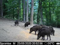IMG-20200523-WA0004.webp