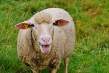 1241-sheep-983137-1280.webp 1241-sheep-983137-1280.webp