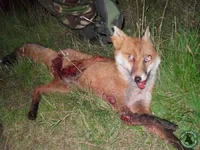 jim_foxing_.webp