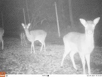 deer.webp