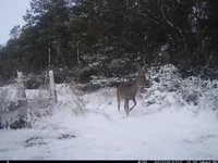 IM_00007.webp