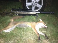 north east fox 372(1).webp