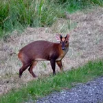 Davids wood 7-9-13 127 copy (640x640).webp