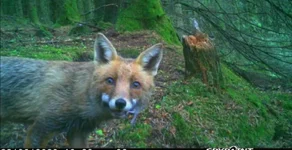 Screenshot_20200522_205805.webp
