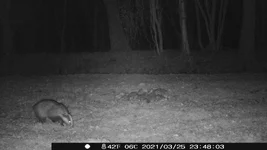 badger.webp