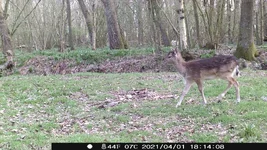 deer.webp