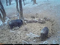 IMG-20210408-WA0042.webp