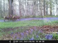 Salt Lick D (3).webp