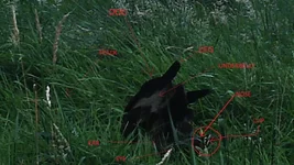 Dog.webp