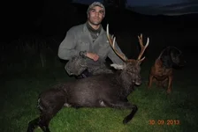 Sika stag.webp