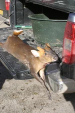 Deer stalking Hampshire 112.webp Deer stalking Hampshire 112.webp