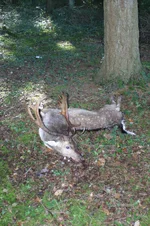 Deer stalking Hampshire 101.webp Deer stalking Hampshire 101.webp