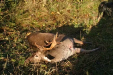 Deer stalking Hampshire 090.webp Deer stalking Hampshire 090.webp