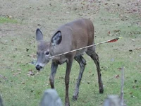 Arrow deer.webp
