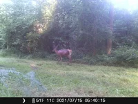 SL e (1).webp