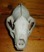 skull_front.webp