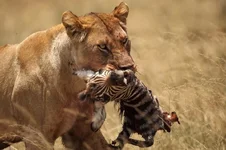 lioness zebra.webp lioness zebra.webp