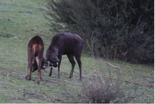 10 years old stags.webp