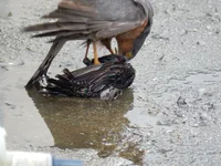 DSCN1686.webp