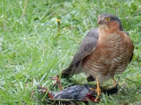 DSCN1688.webp