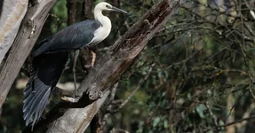 heron wing 2.webp