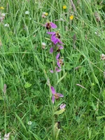 IMG_9449.jpeg