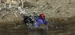 purp swamp hen splash.webp