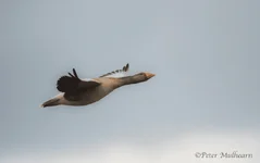 Goose3b.webp