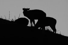 silh moon trio.webp