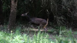 feed run.webp