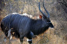 Africa 038.jpg