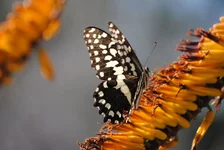Africa 460.webp