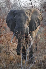 Africa 582.webp