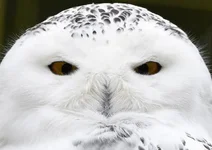 41318783621_4adcd8413d_h (1).webp
