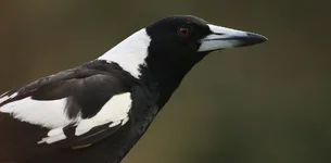 aus magpie.webp