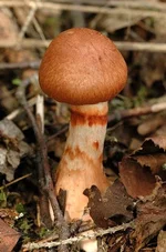 Cortinarius.allutus.-.lindsey.webp