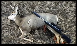 JAKS buck.webp
