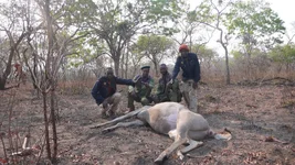 Kudu - clearing a path 6.jpg