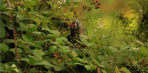 gang berry 1.webp