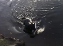 First water retreive1.webp