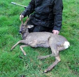 first buck (WL).webp