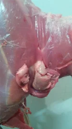 glands.webp