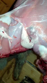 glands 1.webp