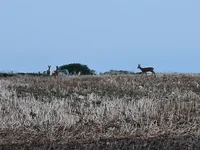 20220929_070803.webp