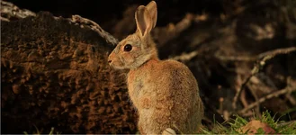 rabbss 1.webp